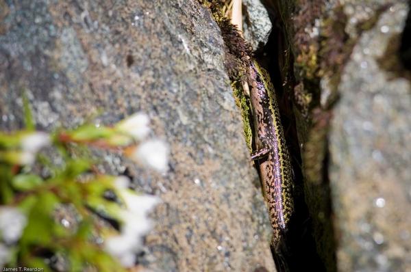 Sinbad Skink in crack of the Shadowlands rock wall in Sinbad Gully